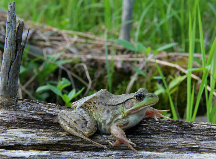 Green Frog